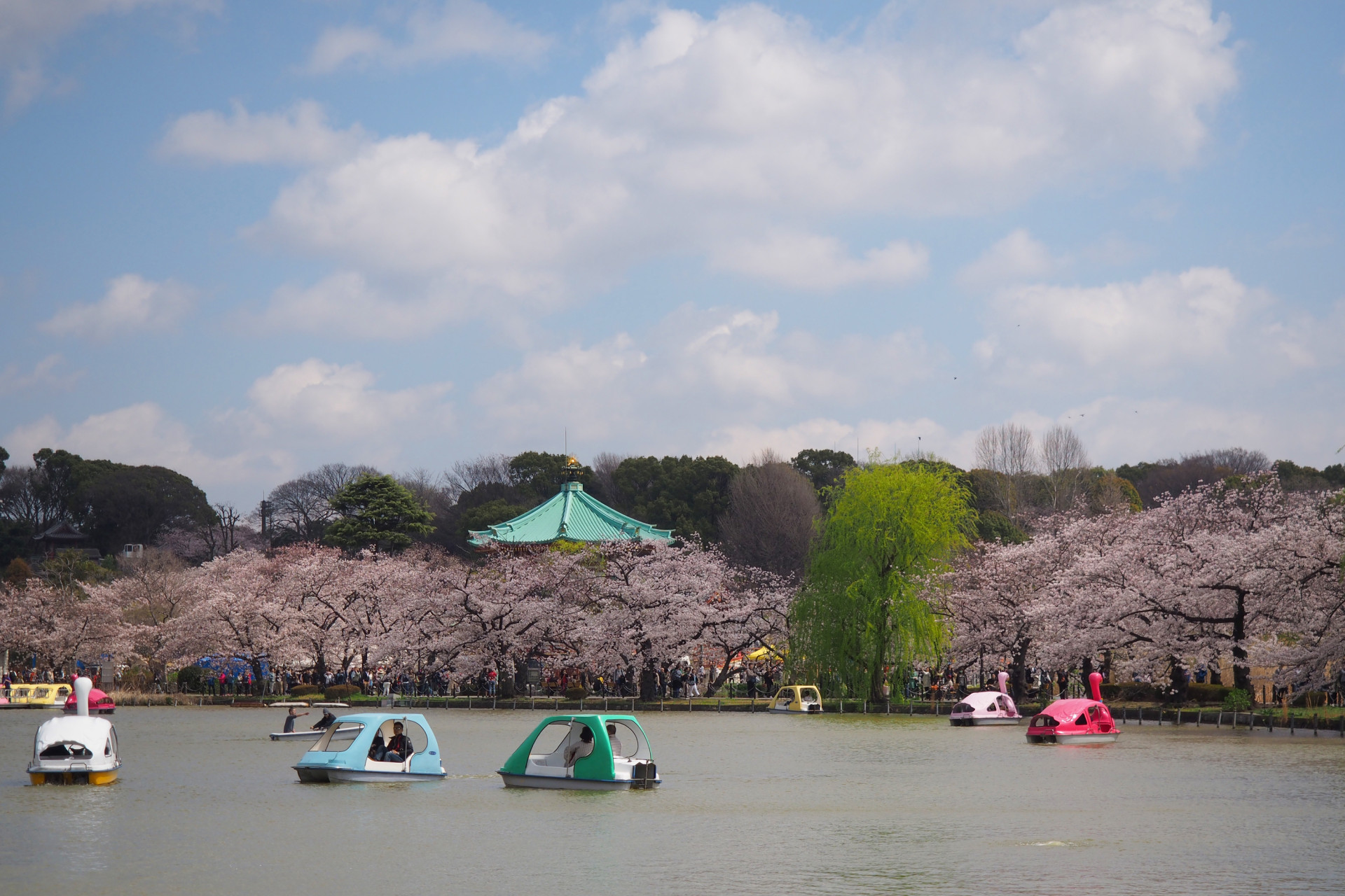 都内でも有数の桜の名所　上野恩賜公園　不忍の池